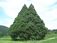 小杉の大杉（トトロの木）